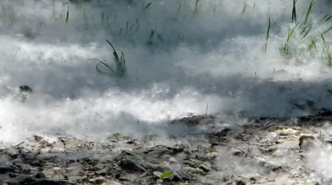 Poplar flakes II Stock Footage 35715290