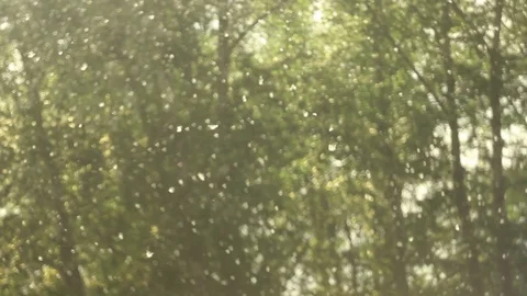 Poplar fluff beautifully falls background trees vintage warm summer nature sunny Stock Footage 127736715