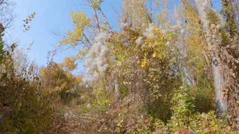 Poplar fluff blossom Stock Footage 215899156