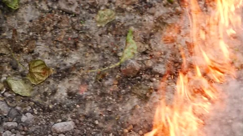 Poplar Fluff Burning and Spreading Fire Across the Ground During Hot Dry Su.. Stock Footage 339138393