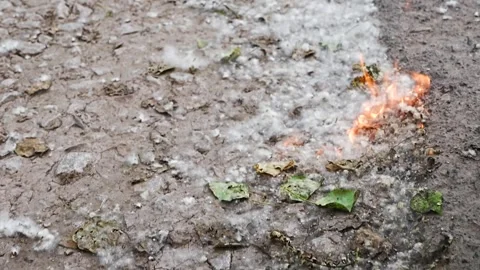 Poplar Fluff Burning on the Ground and Spreading Fire During Hot Dry Summer.. Stock Footage 339140691