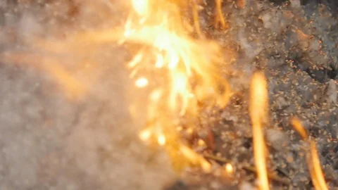 Poplar Fluff Burns Stock Footage 89734613