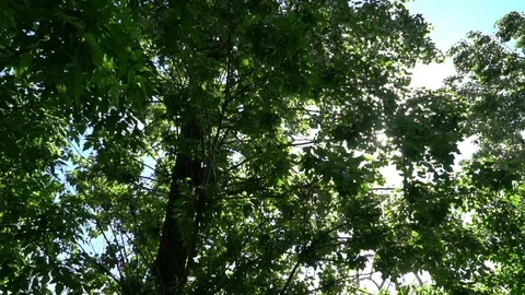 Poplar fluff in the city Stock Footage 77626559