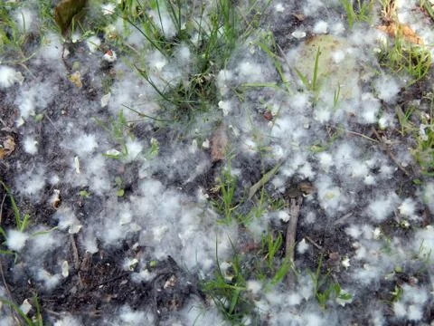 Poplar fluff close-up Stock Photos