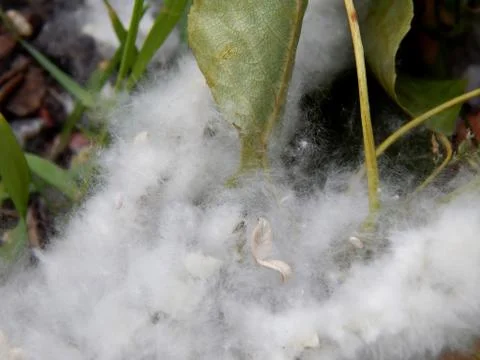 Poplar fluff close-up Stock Photos