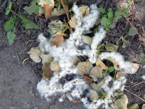 Poplar fluff close-up Stock Photos