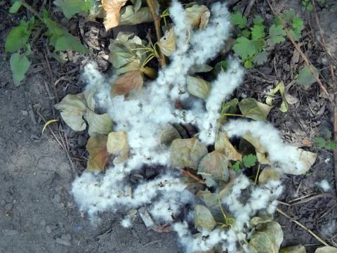 Poplar fluff close-up Stock Photos