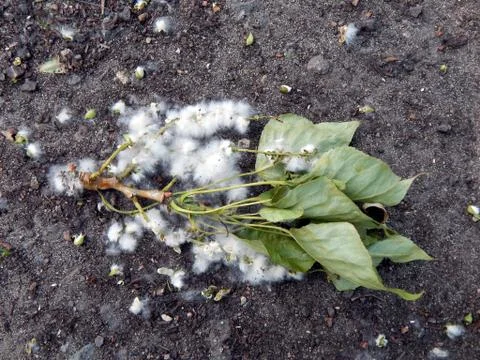 Poplar fluff close-up Stock Photos