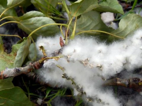 Poplar fluff close-up Stock Photos