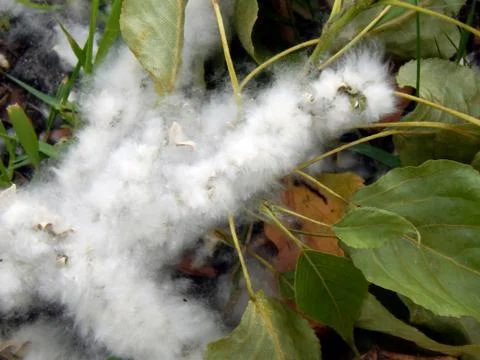 Poplar fluff close-up Stock Photos