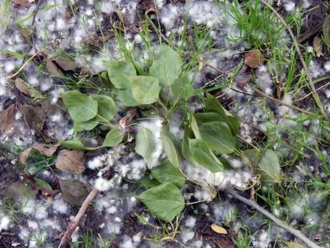 Poplar fluff close-up Stock Photos