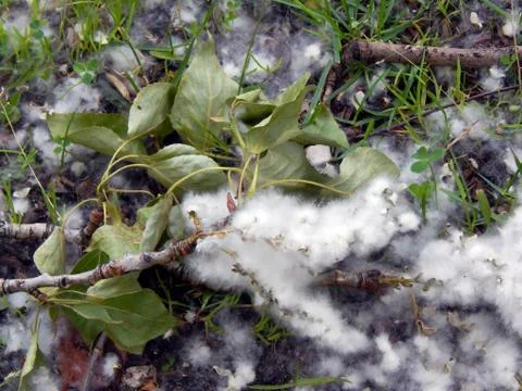 Poplar fluff close-up Stock Photos