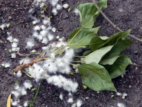 Poplar fluff close-up Stock Photos