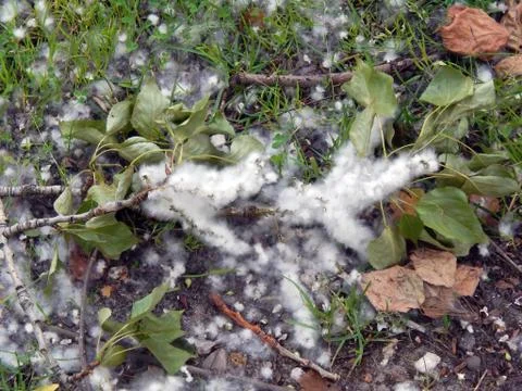 Poplar fluff close-up Stock Photos