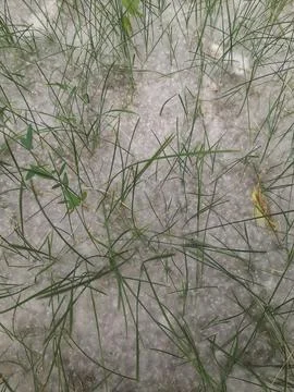 Poplar fluff covered the ground and grass. Stock Photos