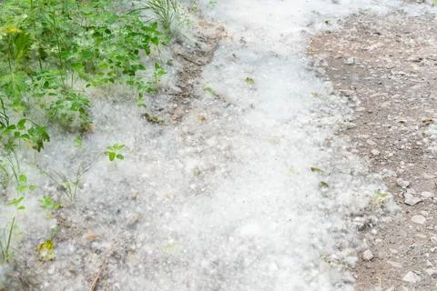 Poplar fluff covering forest path during summer allergy season Stock Photos