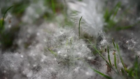 Poplar Fluff Covering Grass in Wind Flying Cottonwood Seeds Allergy Season Video stock 335705894
