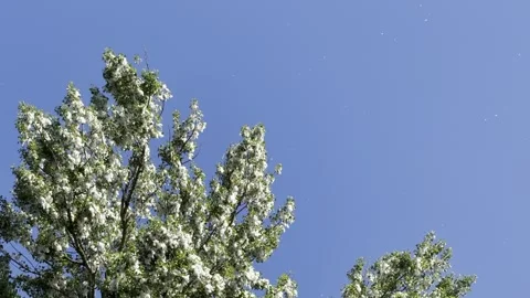 Poplar Fluff Drifting Through Clear Blue Sky Stock Footage 337938721