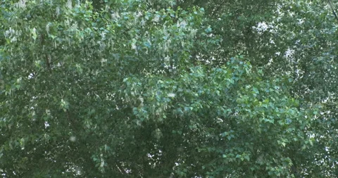 Poplar fluff falling from tree closeup. White fluff flies on green poplar leaves Stock Footage 201266540