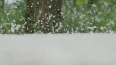 Poplar Fluff Falls to the Ground Stock Footage 89733398