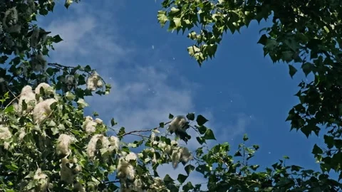 A poplar fluff falls from the trees and flies in the air against the blue sky Video stock 278549571