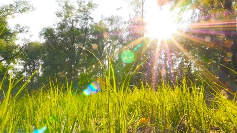 Poplar fluff flies against the backdrop of the sun's rays. The picturesque Stock Footage 91398724