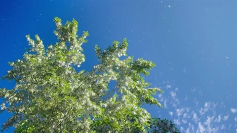 Poplar fluff flies Video stock 296798520