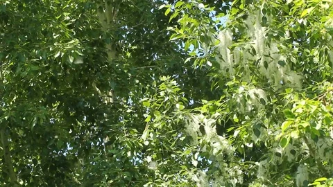 Poplar fluff flies in huge numbers against the background of green foliage Stock Footage 155322909