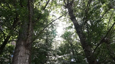 Poplar fluff flies through the sun flare in the green foliage of trees Stock Footage 109235648