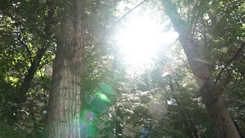 Poplar fluff flies through the sun flare in the green foliage of trees Stock Footage 109235729