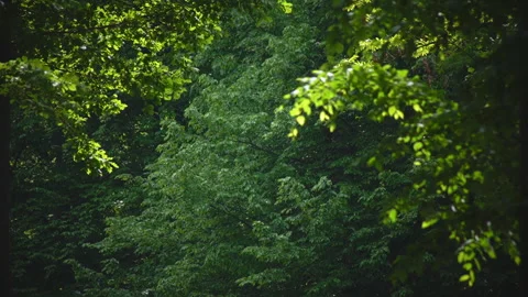 Poplar fluff flies through the trees on a sunny day Stock Footage 243448517