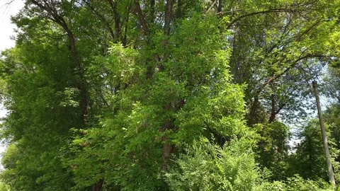 Poplar fluff flies from the trees Video stock 169720758