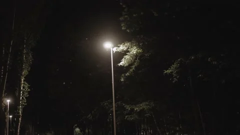 Poplar Fluff flies from trees at night city lantern lights at background. Stock Footage 196243259