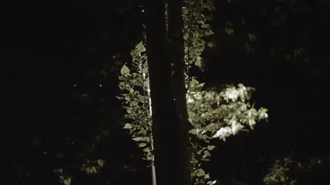 Poplar Fluff flies from trees at night city lantern lights at background. Stock Footage 196243264