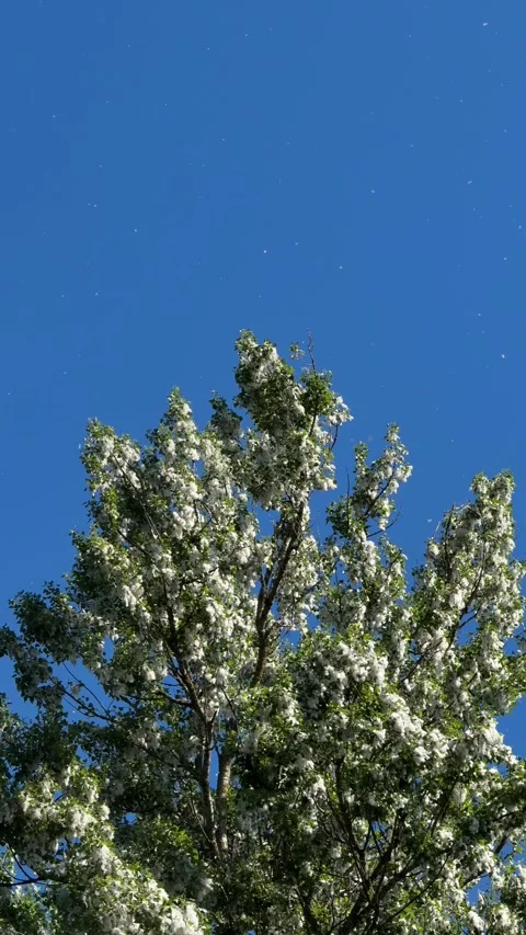 Poplar Fluff Floating Above Tree in Blue Sky Stock Footage 337938715