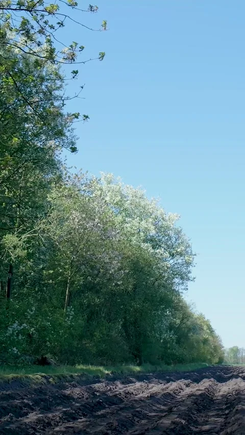 Poplar Fluff Floating On Gentle Breeze Over Plowed Field Vidéo 335476649