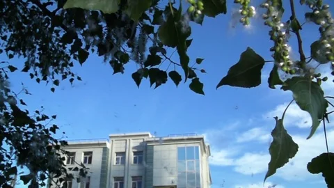 Poplar Fluff. Fluff Flies from the Branches of Poplar Trees, against a bright Stock Footage 76490842