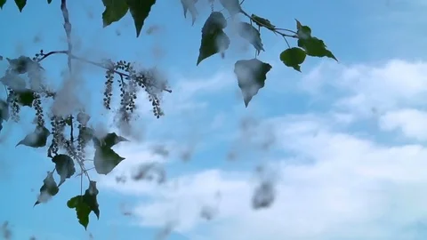 Poplar Fluff. Fluff Flies from the Branches of Poplar Trees, against a bright Stock Footage 76490870