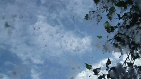 Poplar Fluff. Fluff Flies from the Branches of Poplar Trees, against a bright Stock Footage 76490910