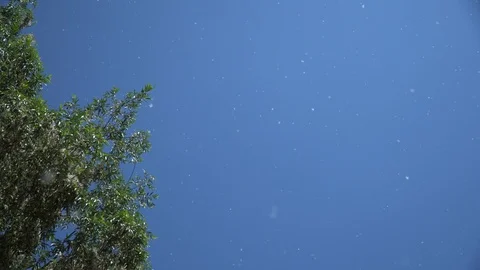 Poplar fluff. Fluff flies from the branches of Poplar trees , against a bright Stock Footage 109162669