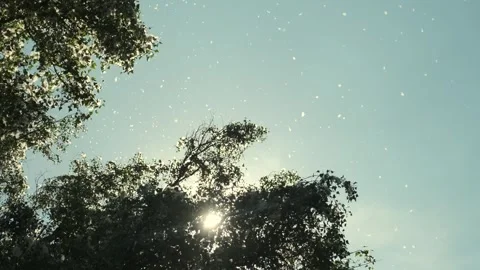 Poplar fluff. Fluff floating in air in front of trees, fluffy cotton blossom Stock Footage 246852204