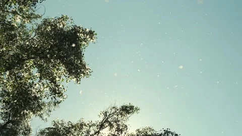 Poplar fluff. Fluff floating in air in front of trees, fluffy cotton blossom Stock Footage 246927338