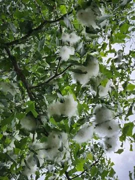 Poplar fluff. Fluff on a poplar tree. Plant background Stock Photos