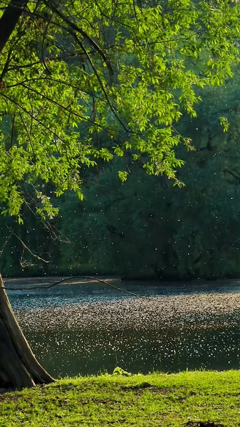 Poplar fluff flying over a sunny lake in a green park. Summer seasonal allergy s Vidéo 346750518