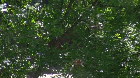 Poplar fluff Stock-Footage 6527552