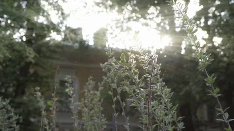 Poplar fluff 動画素材 10679673