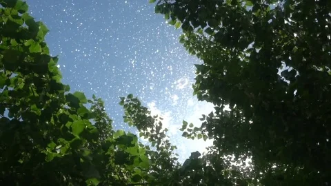 Poplar fluff Stock Footage 78501811