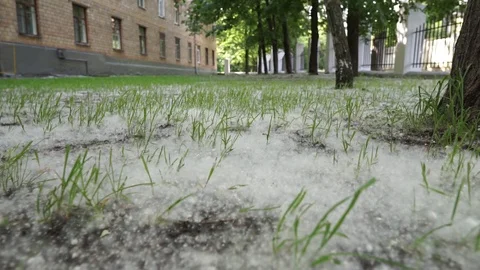 Poplar fluff Stock Footage 111445173