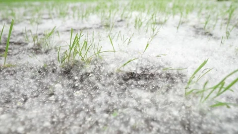 Poplar fluff Stock Footage 111445195