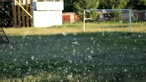Poplar fluff Stock Footage 149006903